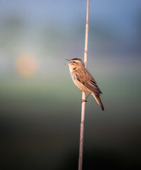 Warbler singing in the morning, Netherlands biodiversity