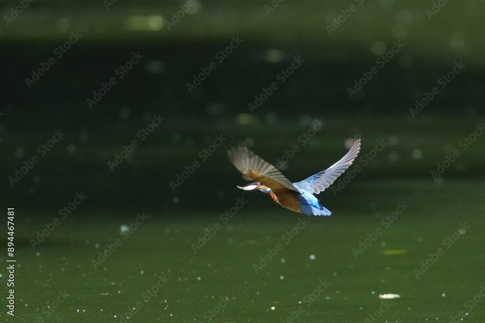 Poster common kingfisher in a pond