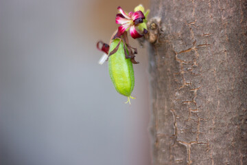 Close up of starfruit Vegetable with the scientific name Averrhoa Bilimbi. It is very useful for...