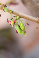 Close up of starfruit Vegetable with the scientific name Averrhoa Bilimbi. It is very useful for preventing hypertension and also for treating acne. Potrait view