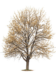 Elm, albero verde, cut out. su sfondo trasparente.	