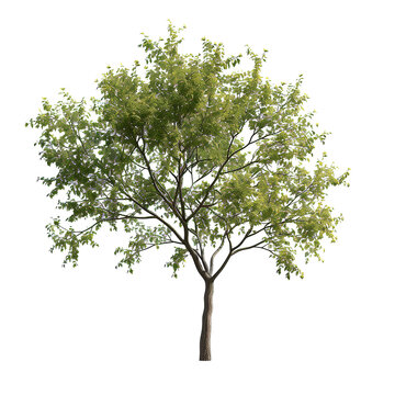 Elm, albero verde, cut out. su sfondo trasparente.	