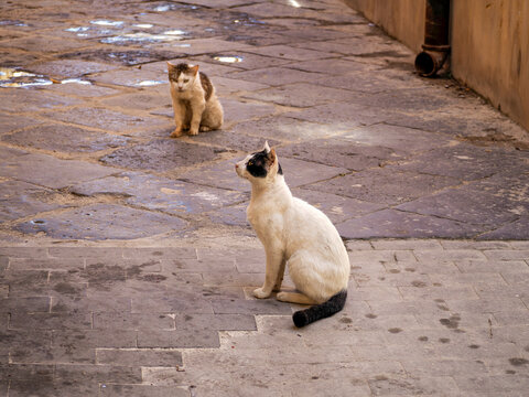 cats relaxing in syracuse street, sicily