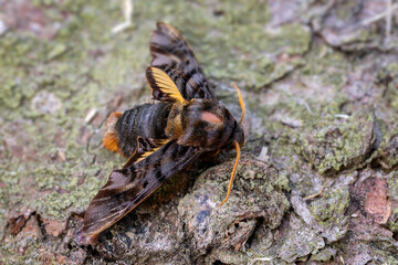 Asian hawk moth - Sphecodina caudata, beautiful colored hawk moth from Central Asian woodlands and forests, China.