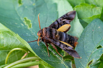 Asian hawk moth - Sphecodina caudata, beautiful colored hawk moth from Central Asian woodlands and forests, China.