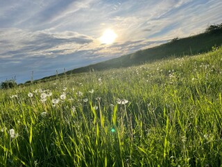 grass and sky