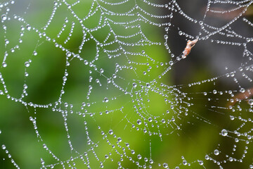 spider web with dew drops