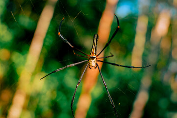 spider hanging on its web in the forest on a blurry background