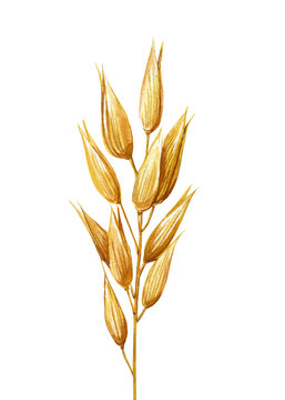 recommend clip art: Oats isolated watercolor, realistic set cereal growing dry plant, seeds. Agriculture and harvesting wholegrain product, clip art