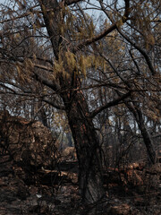 Forest fire and global warming