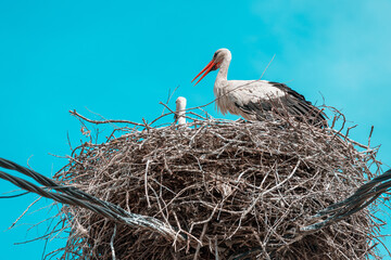 a stork couple stands tall on their nest, caring for their nestlings amidst a blue sky backdrop in rural Europe.