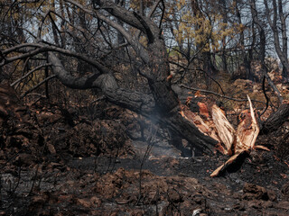 Forest fire and global warming