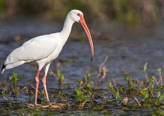 American White Ibis bird.