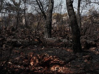 Forest Fire And Environmental Disaster