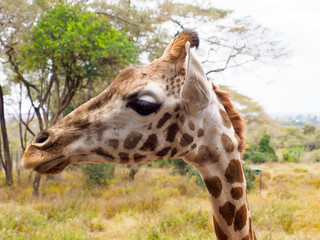 Africa