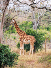 Africa