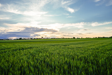 Fototapeta premium Grain field in the evening. Green ears of corn in the field. Agricultural area. 