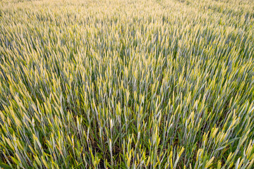 Grain field close-up. Close-up of green ears of corn in the field.
