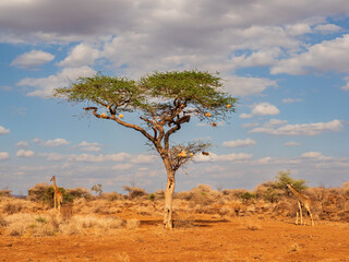 Obraz premium Africa