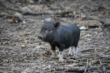 Fototapeta premium A young black and pink Vietnamese pot-bellied pig stands on the ground and looks right toward the camera lens on a sunny summer day.