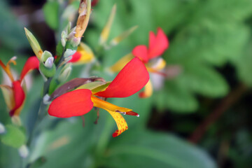 une tige de fleur de balisier