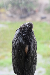  little cormorant (Microcarbo niger) Close Up 