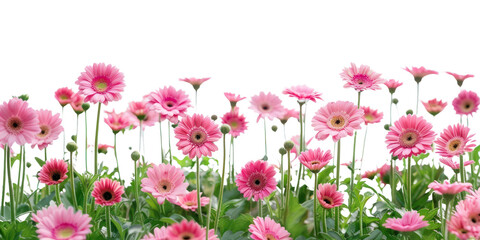 PNG Pink daisies floral background nature