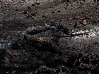 Forest Fire And Environmental Disaster