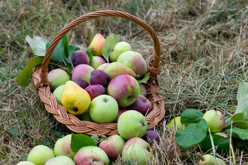 Fruit basket of apples, pears, plums, on the grass in the garden, natural background. Organic fruit concept