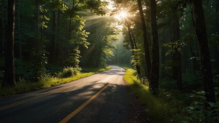 Fototapeta premium road in the woods