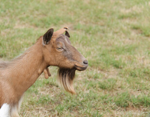 The Head of an Adult Female Nanny Farm Goat.