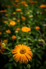 blossoms, petals, bloom, floral, close-up