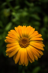 blossoms, petals, bloom, floral, close-up