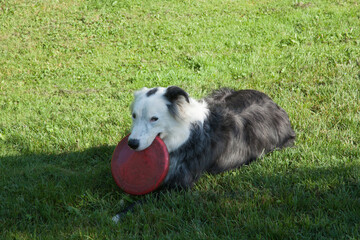 Fototapeta premium Chien allongé dans l'herbe et tenant son frisbee dans la gueule