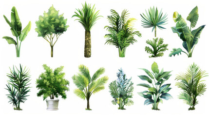 Collection of various tropical plants illustrated in watercolor style, showcasing different species of lush green foliage.