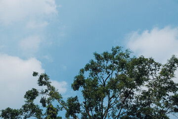 clear skies and shady trees, blue sky