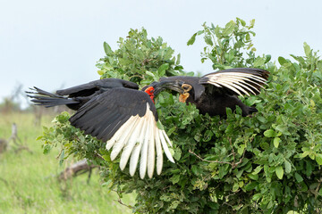 Southern Ground Hornbill (Bucorvus leadbeateri; formerly known as Bucorvus cafer) adult having interaction with a juvenile in Kruger National Park in thegreen season in South Africa