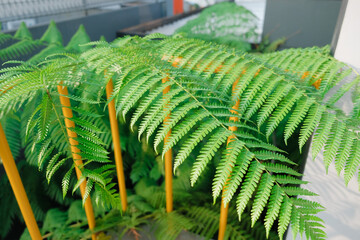 The ferns (Polypodiopsida or Polypodiophyta) are a group of vascular plants