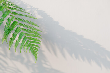 Polypodiophyta leaves and shadows on the wall
