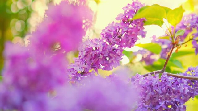 Beautiful lilac blooms in bright sunlight against a background of green plants. View of charming purple flowers swaying in the wind. Calm lilac branch on a spring day. Floral concept