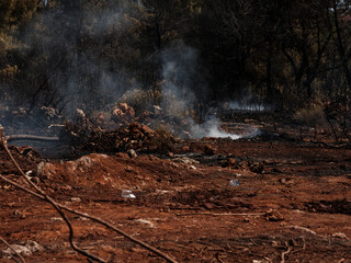 burned trees and dramatic landscape