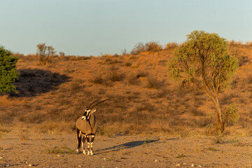 Oryx, African oryx, or gemsbok (Oryx gazella) searching for water and food in the dry red dunes of...