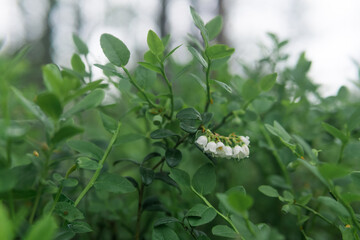 blurred natural background with small white swamp lingonberry flowers