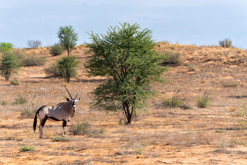 Oryx, African oryx, or gemsbok (Oryx gazella) searching for water and food in the dry red dunes of...