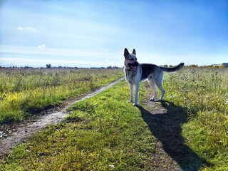 dog in the field