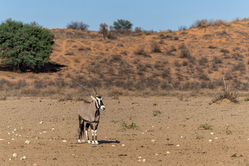 Oryx, African oryx, or gemsbok (Oryx gazella) searching for water and food in the dry red dunes of the Kgalagadi Transfrontier Park in South Africa