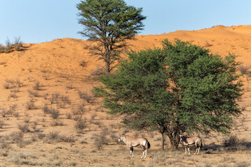 Oryx, African oryx, or gemsbok (Oryx gazella) searching for water and food in the dry red dunes of...