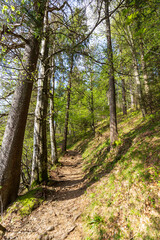 Woodland Pathway Through Lush Forest at Schauinslandbahn
