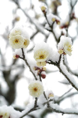 Japanese plum blossoms on a snowy day