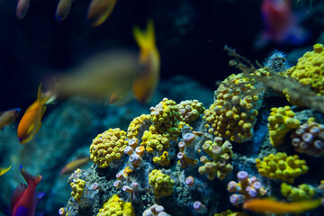 Coral reef in the aquarium